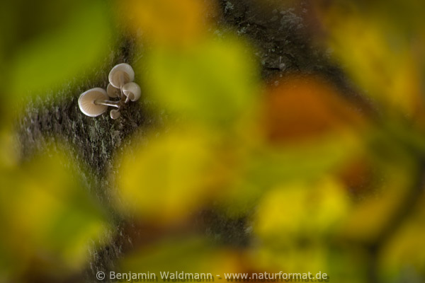 Beringter Buchenschleimrübling