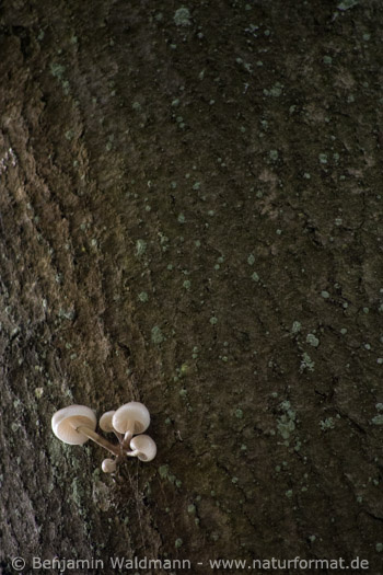 Beringter Buchenschleimrübling
