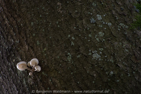 Beringter Buchenschleimrübling