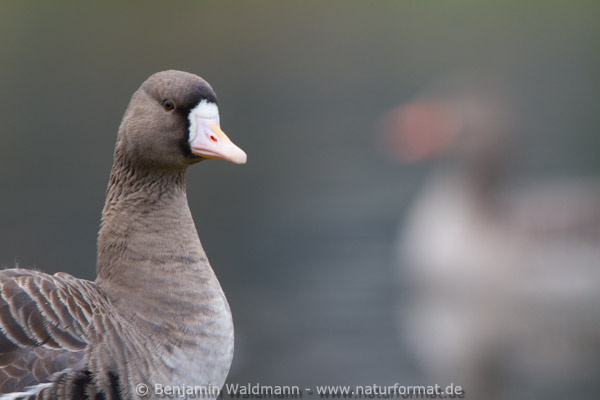 Blässgans