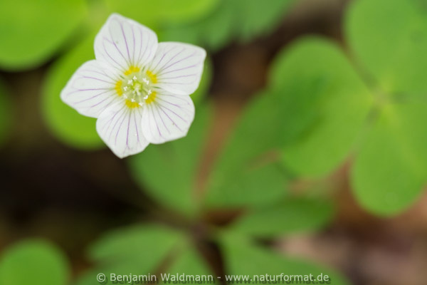Waldsauerklee
