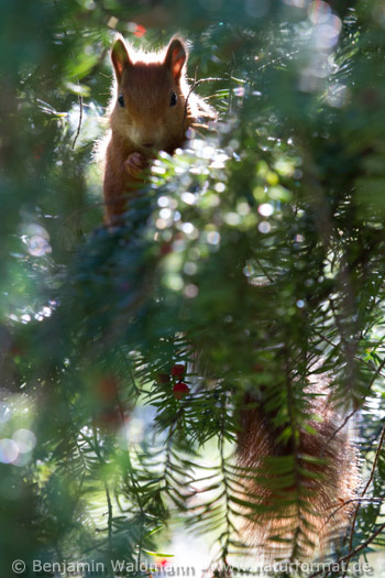 Eichhörnchen