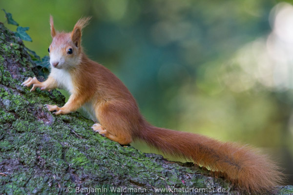 Eichhörnchen