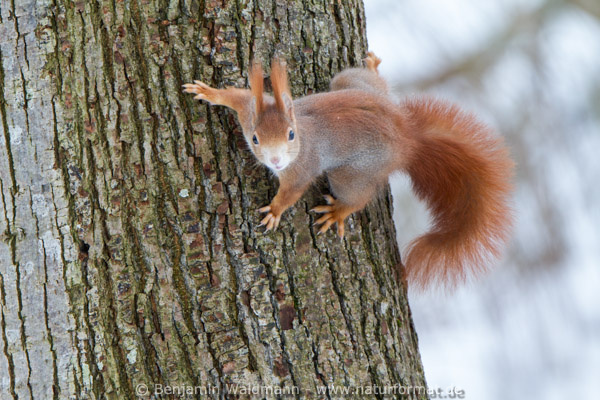 Eichhörnchen