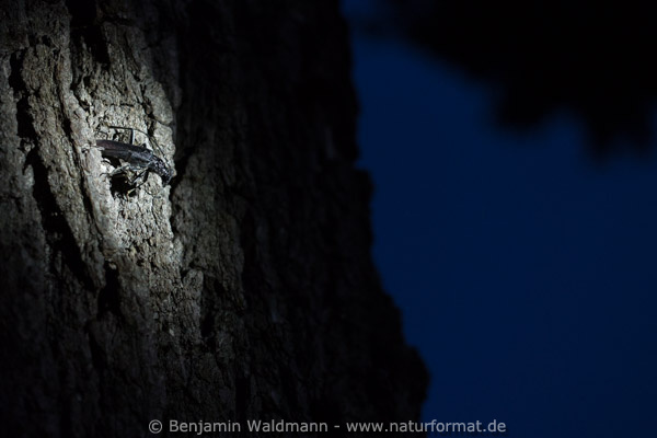 Heldbock, Großer Eichenbock