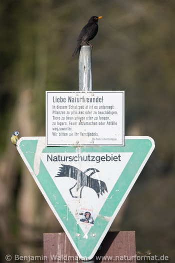 Amsel