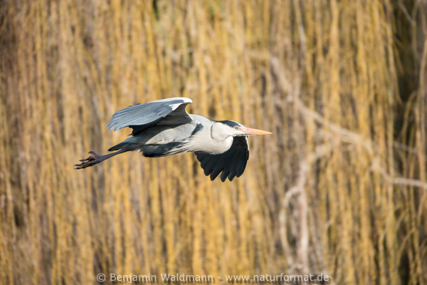 Graureiher