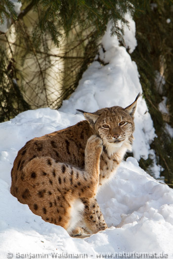 Luchs
