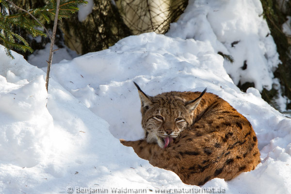Luchs