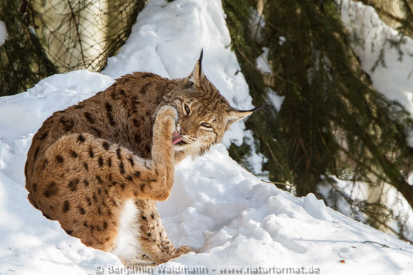 Luchs