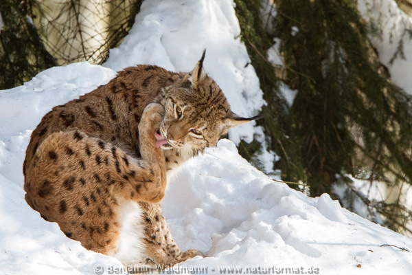 Luchs