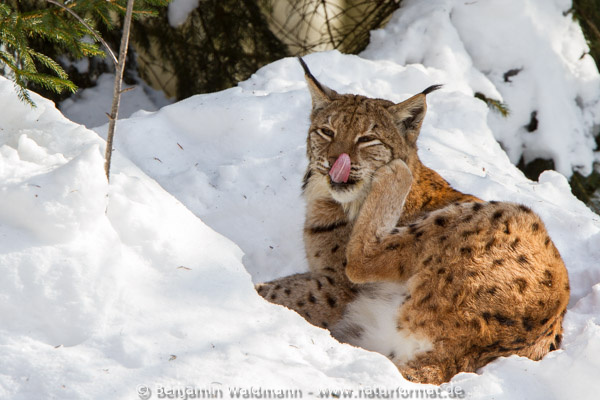 Luchs