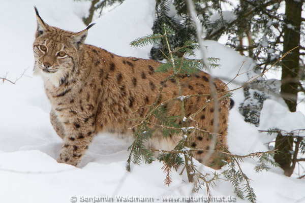 Luchs
