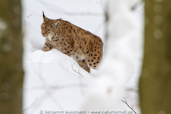 Luchs
