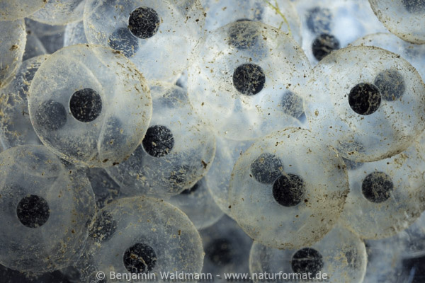 Laich des Grasfrosches