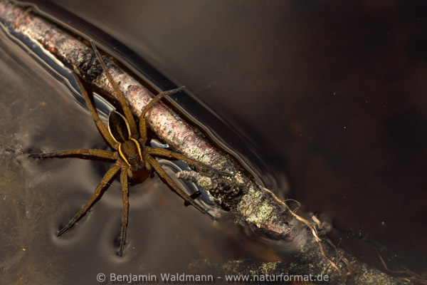 Gerandete Jagdspinne