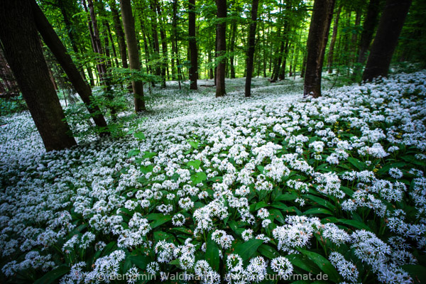 Bärlauch-Wald
