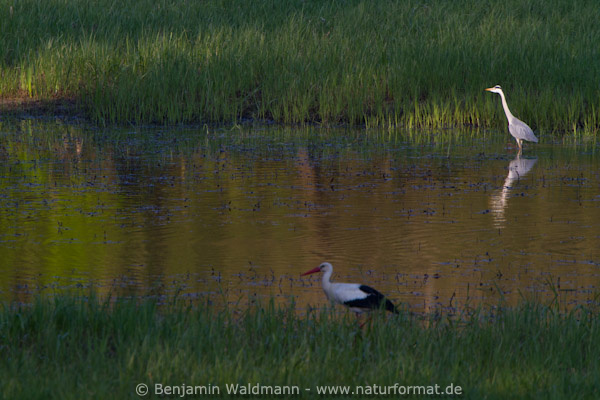 Graureiher u. Weißstorch