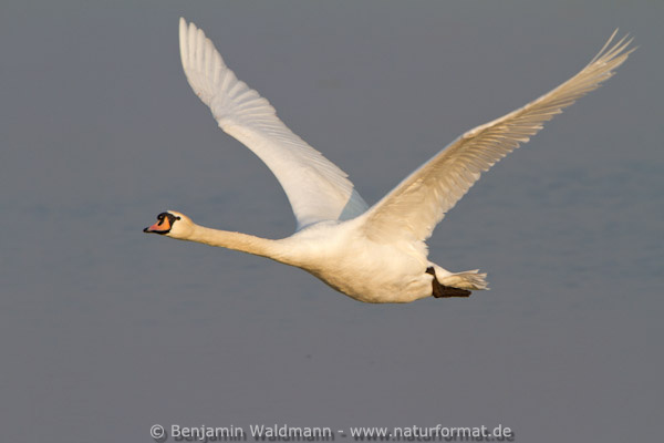 Höckerschwan