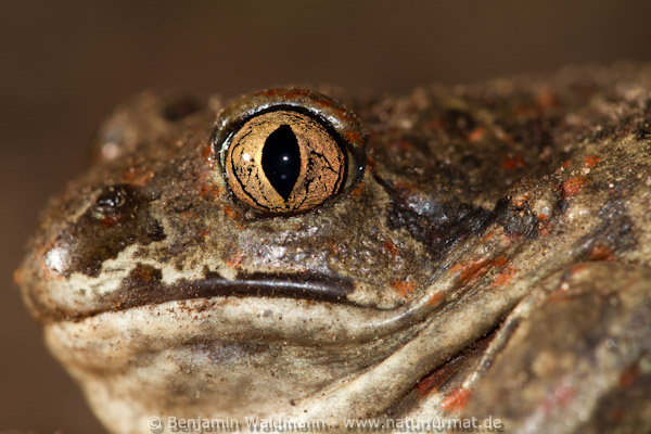 Knoblauchkröte