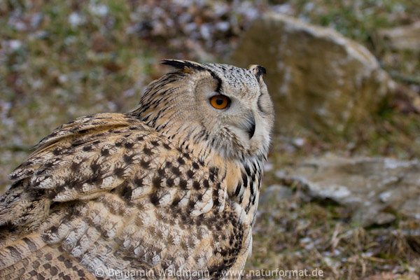 Sibirischer Uhu