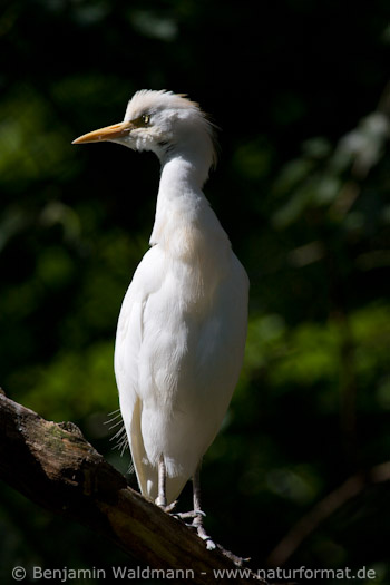 Kuhreiher
