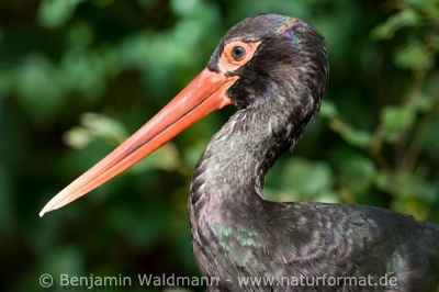 Schwarzstorch