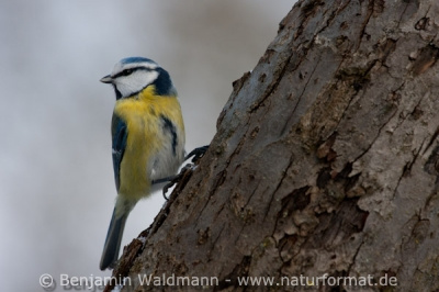 Blaumeise