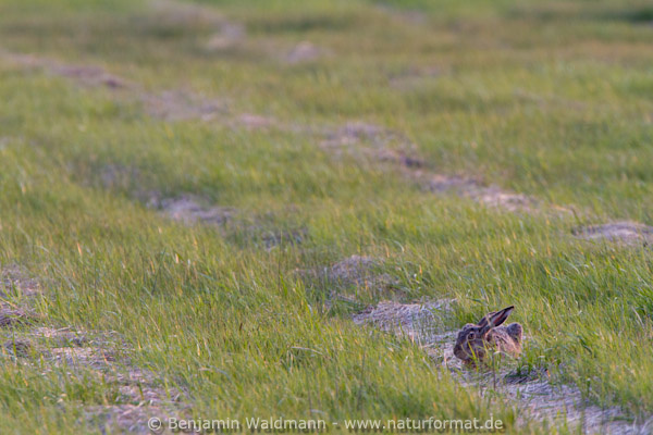 Feldhase