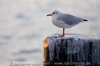 Lachmöwe