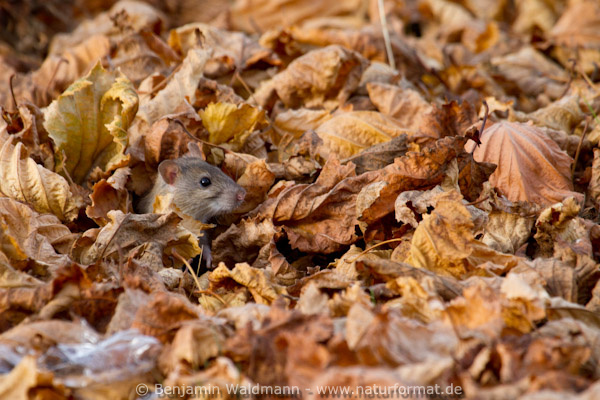 Wanderratte