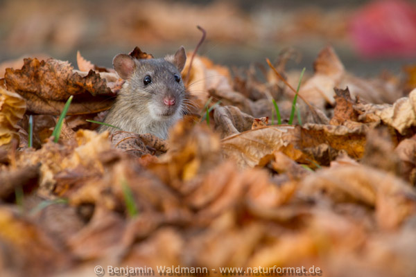 Wanderratte