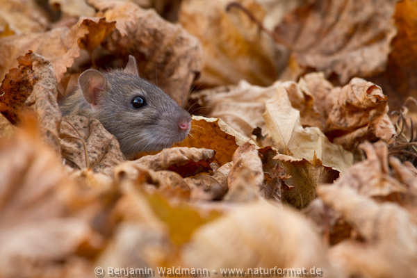 Wanderratte