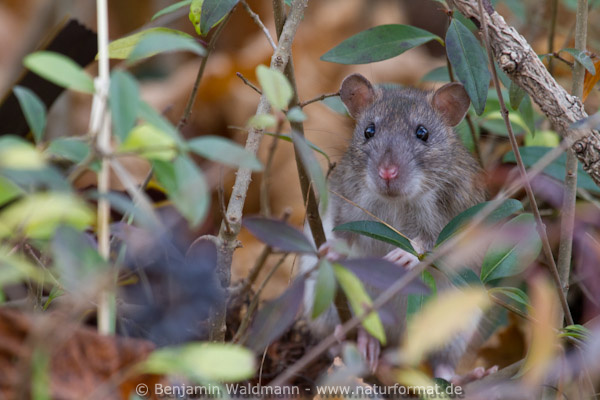 Wanderratte