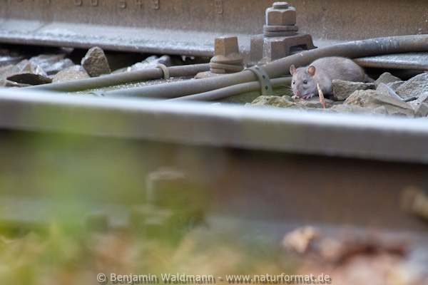 Wanderratte