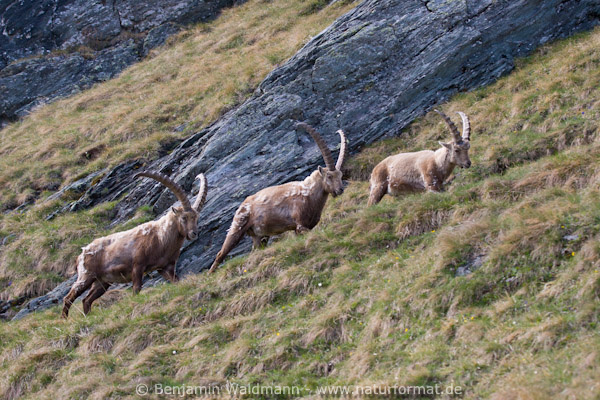 Steinbock