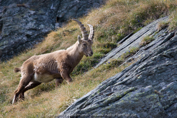 Steinbock