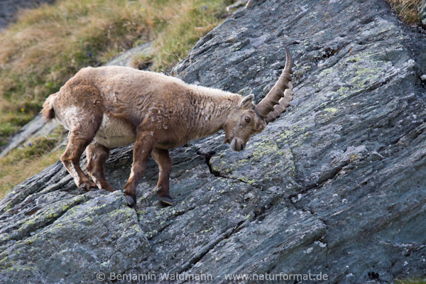 Steinbock