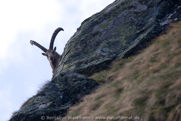 Steinbock