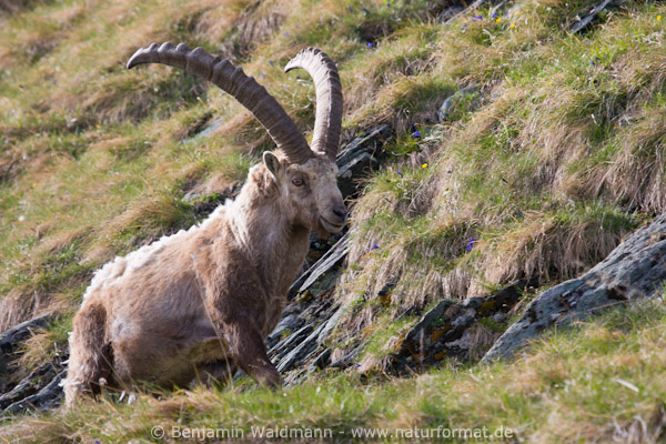 Steinbock
