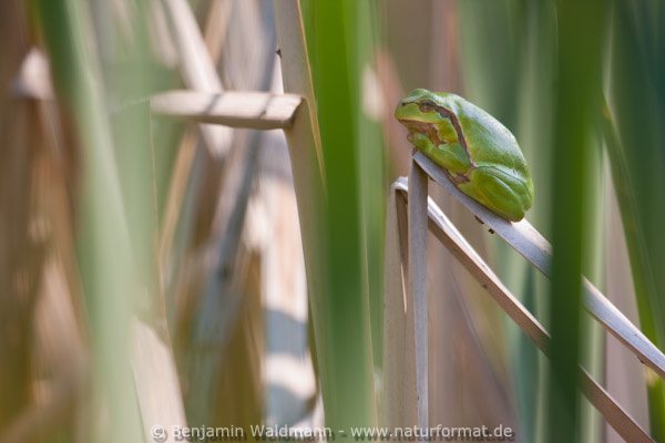 Laubfrosch