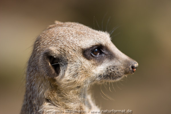 Erdmännchen