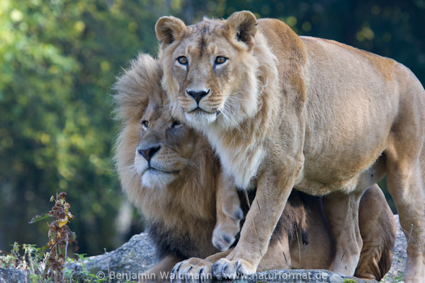 Löwe