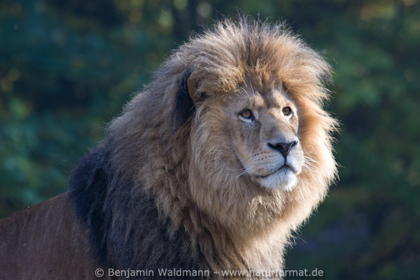 Löwe
