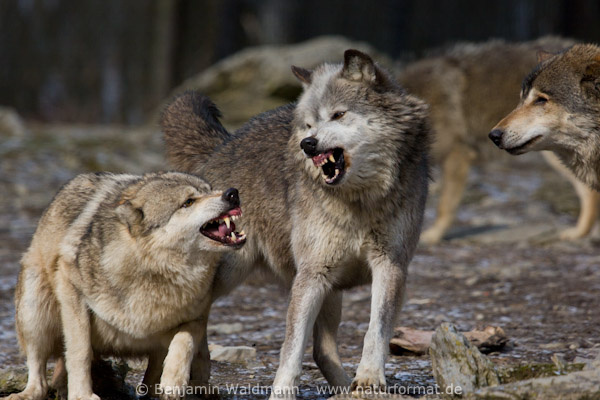 Timberwolf