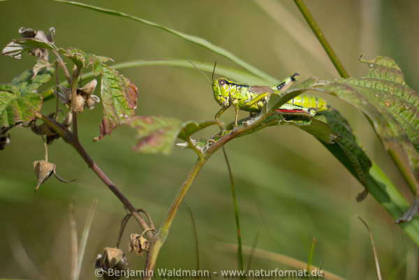Alpine Gebirgsschrecke