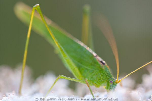 Gemeine Sichelschrecke