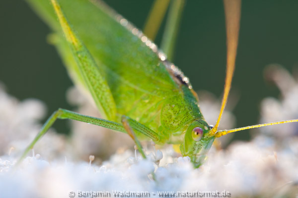 Gemeine Sichelschrecke