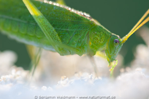 Gemeine Sichelschrecke