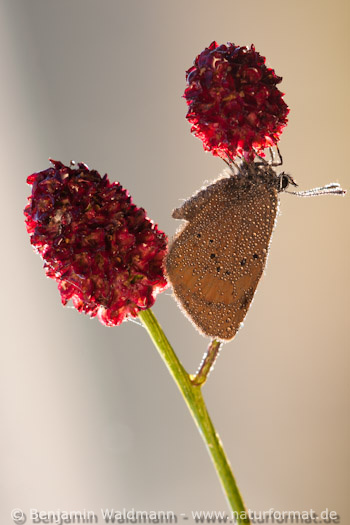 Dunkler Wiesenknopf-Ameisenbläuling